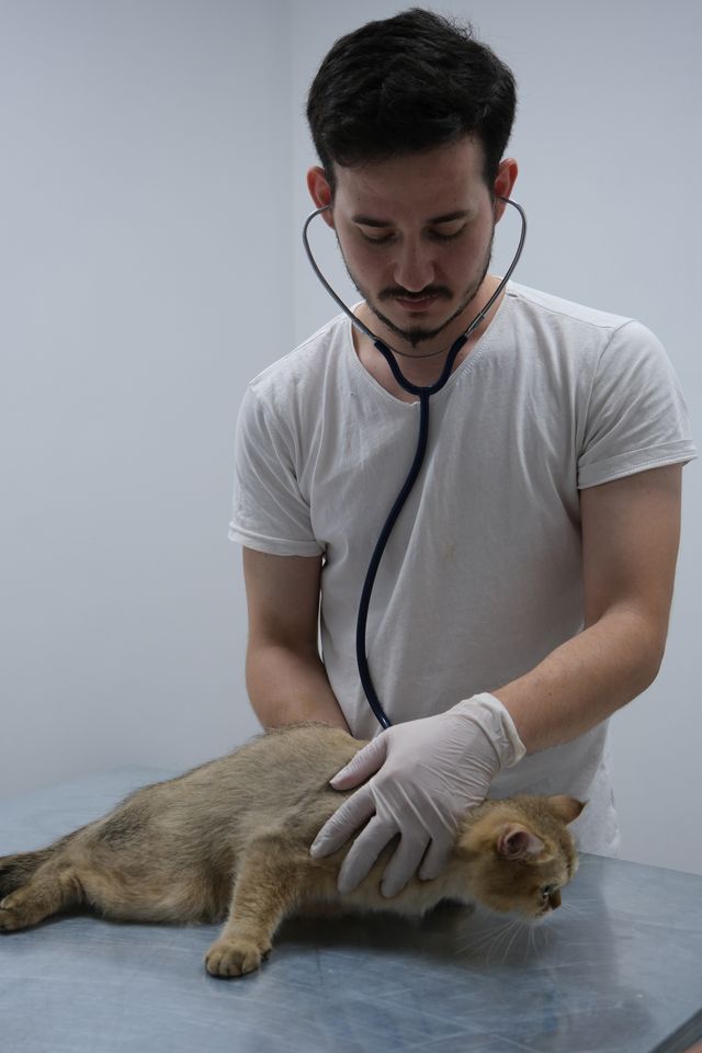 Différencier le nom du verbe : diagnostic - diagnostique