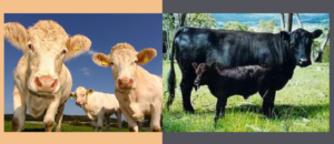 Adjectif de couleur composé au pluriel : blanches et noires